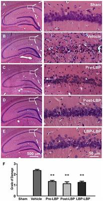 barbarum lycium frontiersin signaling regulating nr2a receptor neuroprotective mechanisms insults nmda nr2b containing polysaccharides pathways ischemic against